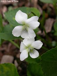 Attēlu rezultāti vaicājumam “Viola sororia flower”