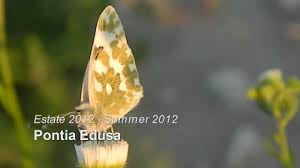 Attēlu rezultāti vaicājumam “Pontia edusa underside”