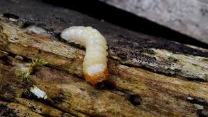 Attēlu rezultāti vaicājumam “Cerambycidae larva”