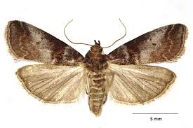 Attēlu rezultāti vaicājumam “Acrobasis advenella”