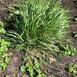 Attēlu rezultāti vaicājumam “Calamagrostis arundinacea leaf”