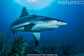 Image result for Carcharhinus perezii