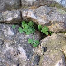 Attēlu rezultāti vaicājumam “Asplenium ruta-muraria”