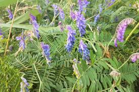 Attēlu rezultāti vaicājumam “Vicia cracca fruit”