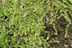 Attēlu rezultāti vaicājumam “Lejeunea cavifolia”