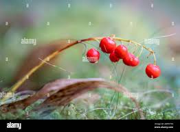 Attēlu rezultāti vaicājumam “Convallaria majalis fruit”