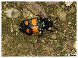 Attēlu rezultāti vaicājumam “Nicrophorus vespilloides”