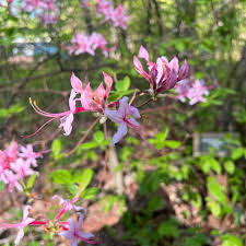 Attēlu rezultāti vaicājumam “Rhododendron periclymenoides”