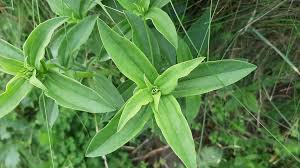 Attēlu rezultāti vaicājumam “Saponaria officinalis leaf”