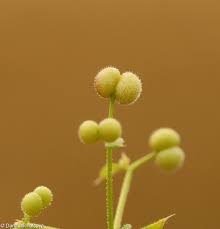 Attēlu rezultāti vaicājumam “Galium aparine fruit”