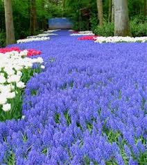 Attēlu rezultāti vaicājumam “Muscari armeniacum flower”