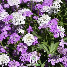 Image result for Iberis umbellata