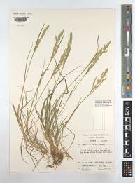 Attēlu rezultāti vaicājumam “Poa nemoralis fruit”