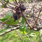 Attēlu rezultāti vaicājumam “Lonicera ferdinandii”