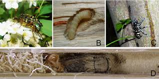Attēlu rezultāti vaicājumam “Cerambycidae larva”