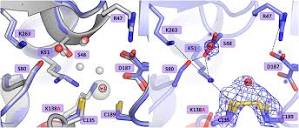 Frontiers | Probing the active site of Class 3 L-asparaginase by ...