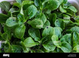 Image result for Feldsalat