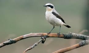 Attēlu rezultāti vaicājumam “Oenanthe oenanthe male”
