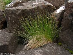 Attēlu rezultāti vaicājumam “Trichophorum cespitosum fruit”