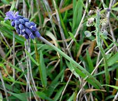 Attēlu rezultāti vaicājumam “Muscari neglectum flower”