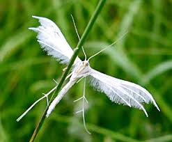 Attēlu rezultāti vaicājumam “Phalonidea permixtana”