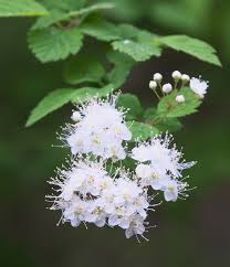 Attēlu rezultāti vaicājumam “Spiraea chamaedryfolia flower”