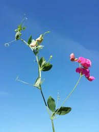 Attēlu rezultāti vaicājumam “Lathyrus tuberosus”