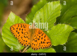 Attēlu rezultāti vaicājumam “Brenthis daphne”