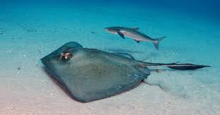 Image result for Bathytoshia centroura