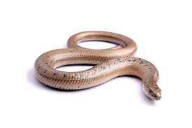 Attēlu rezultāti vaicājumam “Anguis fragilis”