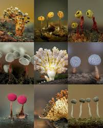 Attēlu rezultāti vaicājumam “Physarum viride”