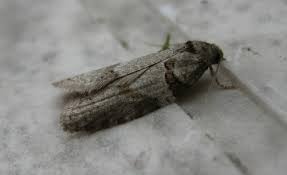 Attēlu rezultāti vaicājumam “Eana incanana”