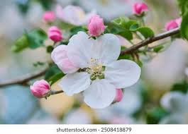 Attēlu rezultāti vaicājumam “Malus domestica flower”