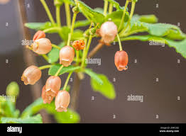 Attēlu rezultāti vaicājumam “Menziesia ferruginea”