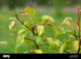 Attēlu rezultāti vaicājumam “Pyrus communis leaf”