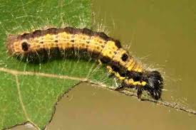 Attēlu rezultāti vaicājumam “Clostera curtula”