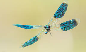 Attēlu rezultāti vaicājumam “Muscicapa striata adult”