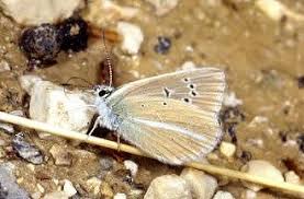 Attēlu rezultāti vaicājumam “Agrodiaetus damon”