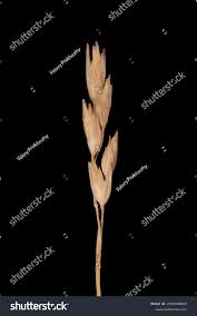 Attēlu rezultāti vaicājumam “Danthonia decumbens bud”