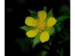 Attēlu rezultāti vaicājumam “Potentilla norvegica flower”