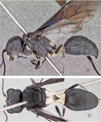 Attēlu rezultāti vaicājumam “Stemonitopsis hyperopta var. landewaldii young”