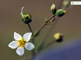 Attēlu rezultāti vaicājumam “Linum catharticum flower”