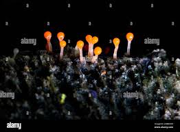 Attēlu rezultāti vaicājumam “Hemitrichia sp.”