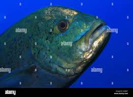 Image result for Caranx melampygus