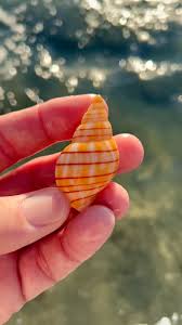 Image result for Cinctura hunteria