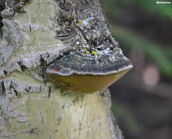 Attēlu rezultāti vaicājumam “Phellinus”