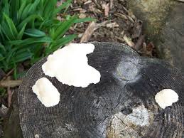 Attēlu rezultāti vaicājumam “Fuligo gyrosa spores”