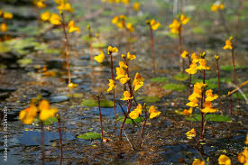 Attēlu rezultāti vaicājumam “Utricularia vulgaris flower”