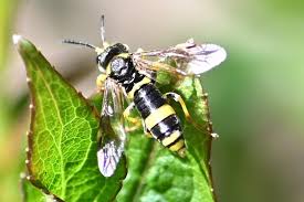 Attēlu rezultāti vaicājumam “Tenthredo campestris”