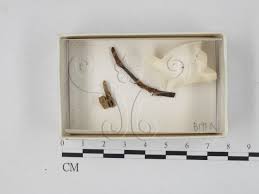 Attēlu rezultāti vaicājumam “Diderma hemisphaericum”